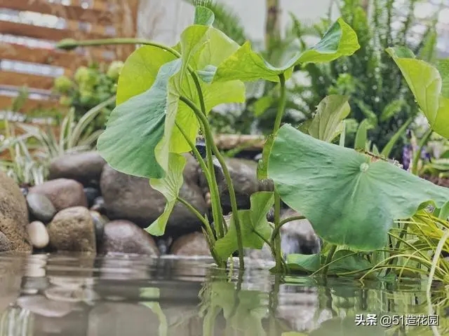 南北花園給排水問(wèn)題差異大，你知道嗎？ 新聞資訊 第3張