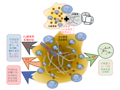 纖維素對(duì)污水生物處理系統(tǒng)性能的影響及機(jī)理分析 新聞資訊 第7張